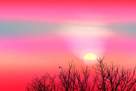 colorful sunset back on silhouette dry tree dark red cloud on the sky