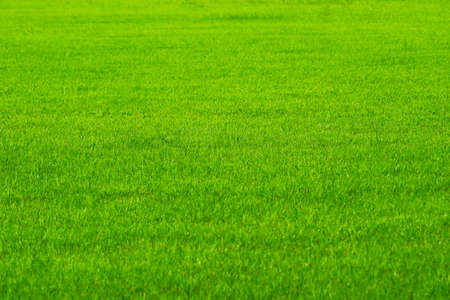 Football field nature green fresh grass in background. farm or garden and copy space using as...