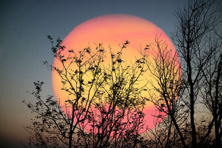 Super sunset and silhouette birds flying over dry trees in the night sky backgruondの写真素材