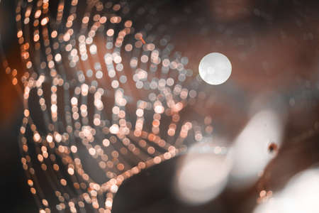 sun sunset light blur and bokeh abstract and art of cobweb, dew drop and rain on web red gray tone