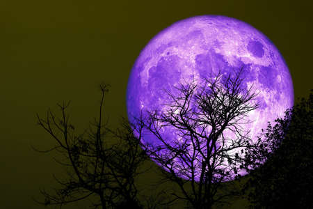Super Grain purple moon silhouette dry tree on night skyの写真素材