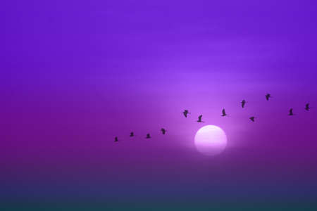 beautiful purple violet sunset and silhouette of birds fly passing sun and blur sky backgroundの写真素材
