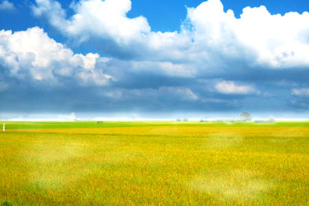 agriculture jasmine rice farm and soft fog in the morning blue sky white cloud backgroundの写真素材