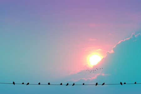 sunset on evening light pastel cloud on the sky and birds hang onthe  power electric lineの写真素材