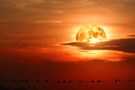 Super blood moon and silhouette birds hang on power electric lineの写真素材
