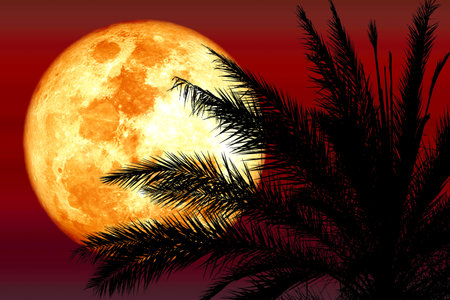Super harvest blood moon and silhouette coconut palm tree on red night sky,