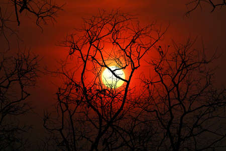 sunset back on silhouette dry tree dark red cloud on the sky