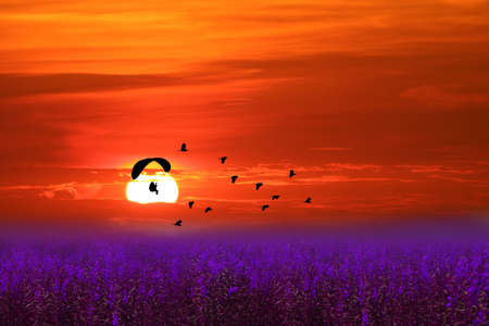 sunset flying bird and paramotor over purple violet flower of lavender field red orange skyの写真素材