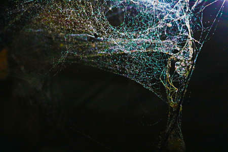 image of blurred abstract and art with bokeh of cobweb, dew drop and rain on web and dark backgroundの写真素材