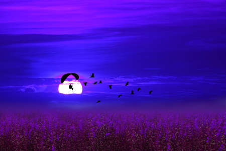 paramotor over lavender field follow flying birds on night skyの写真素材