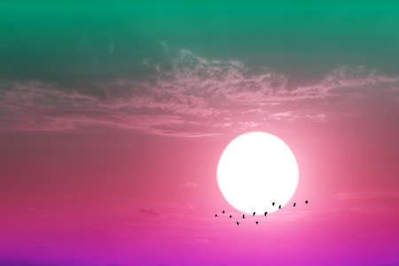 close up to sunset on the evening purple pastel cloud on the sky and silhouette birds flying to homeの写真素材