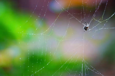 blurred abstract cobweb or spiderweb natural with rain drop pattern green garden backgroundの写真素材