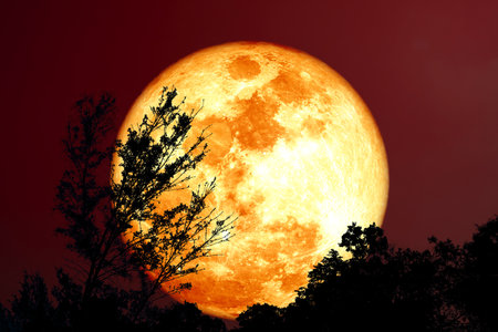 Super Grain blood moon silhouette tree in field on night skyの写真素材