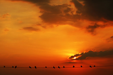 sunset back on the evening dark orange cloud on the sky and birds hang on power electric lineの写真素材