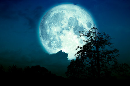 Super blue strawberry moon back on cloud and tree in the field and night sky.の写真素材