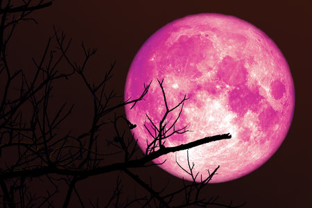 Super strawberry pink moon and silhouette branch tree in the night sky.の写真素材