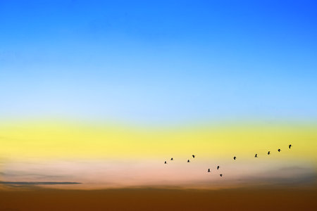 sunset colorful blue and light  with silhouette bird flying back home on right frameの写真素材