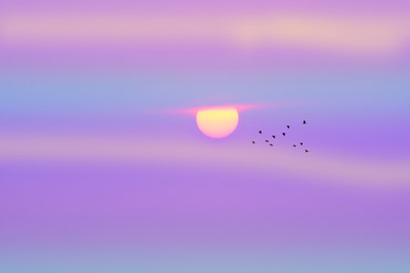 Sunset back pink cloud and purple teal cream sky with birds flying back homeの写真素材