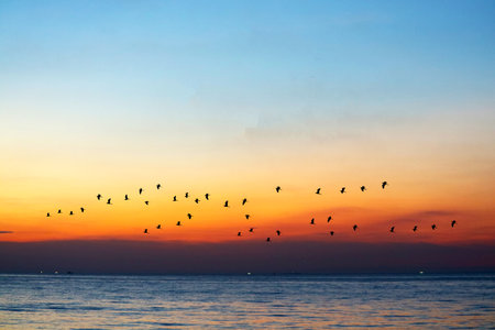 A stunning silhouette of birds flying at sunset, capturing the essence of freedom. The warm hues blend beautifully over the calm water, evoking tranquility.の写真素材