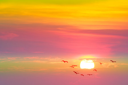 sunset on the evening purple pastel cloud on the sky and silhouette egret birds flying to homeの写真素材