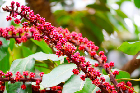 A striking close-up of a vibrant red flowering plant branch set against lush green leaves, showcasing the beauty and colors of nature's flora.の写真素材