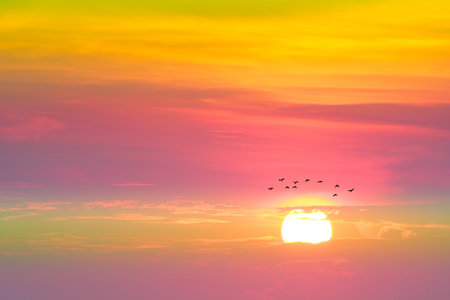 sunrise on the pastel cloud on the sky and silhouette birds flying to homeの写真素材