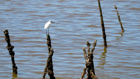 A solitary bird gracefully stands on an old post above tranquil waters, reflecting a serene natural environment and showcasing the beauty of wildlife.の写真素材