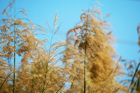 Golden grass sways gently under a clear blue sky, capturing the essence of a sunny day in nature. A peaceful and serene outdoor scene perfect for representing tranquility.の写真素材