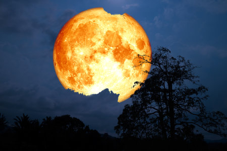 Super blood strawberry moon back silhouette cloud and tree in the field