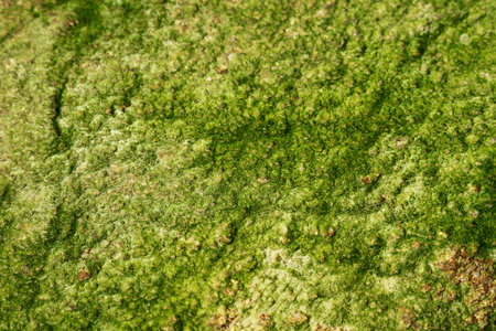 This close-up image showcases a vibrant patch of green algae on a natural surface, emphasizing its intricate texture and organic patterns found in aquatic environments.の写真素材