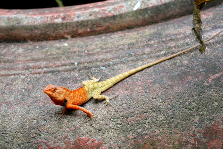 A vibrant orange lizard rests on a textured stone surface, showcasing its unique features. This close-up perspective captures the animal's natural beauty in its habitat.の写真素材