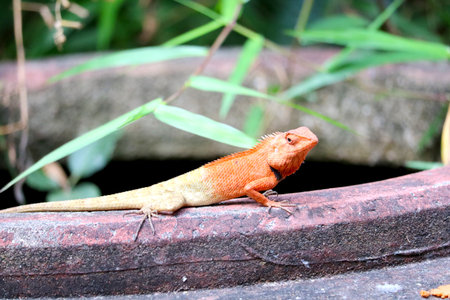 A vibrant lizard resting on a stone surface, surrounded by lush greenery. This reptile exhibits stunning colors and intricate scales, showcasing nature's beauty.の写真素材