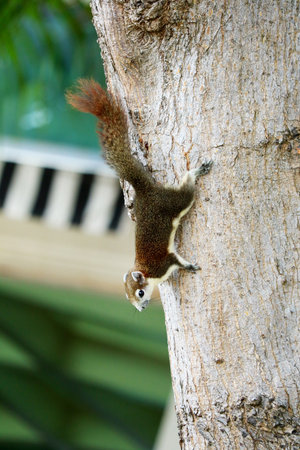 A playful squirrel skillfully climbs upside down on a tree trunk, showcasing its agility and curious nature. Perfect for wildlife and nature themes.の写真素材