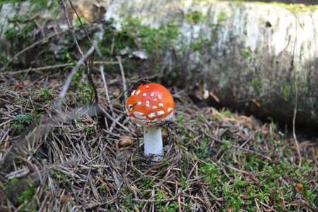 Amanita muscaria on moss in the autumn forest. Natural background.の写真素材