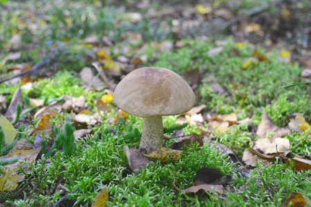 Wild Boletus Porcini Mushroom in Autumn Forest. Natural background.の写真素材