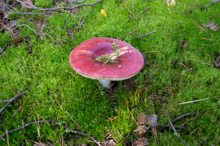 Red Russula mushroom growing in the forest mossの写真素材
