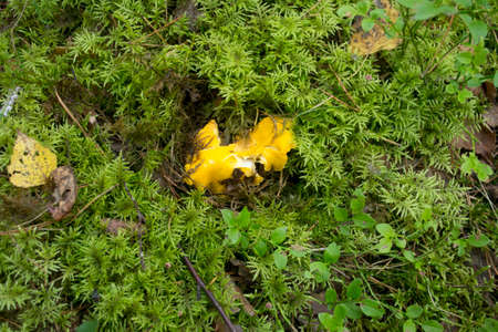 Yellow Foot Chanterelles. Mushrooms Growing in the Forestの写真素材