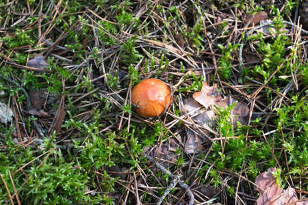 Red Russula mushroom growing in the forest mossの写真素材
