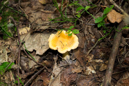 Yellow Foot Chanterelle. Mushrooms Growing in the Forestの写真素材