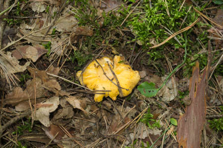 Yellow Foot Chanterelle. Mushrooms Growing in the Forestの写真素材