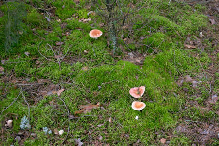 Three Red Russulas Mushrooms Growing in the Forest Mossの写真素材