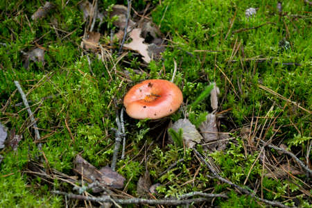Red Russula mushroom growing in the forest mossの写真素材