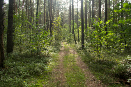 Summer green forest on a sunny day. Natural background.の写真素材