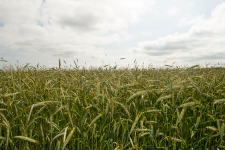 Rye field against the blue sky. Natural background.の写真素材