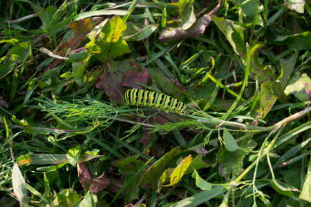 Large green caterpillar with black stripes and red dots in the grass.の写真素材