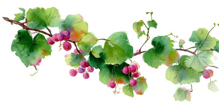 Watercolor grape branch with leaves and berries. Hand painted illustration.のイラスト素材