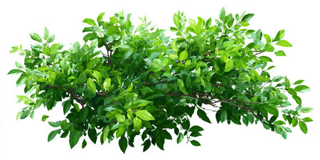 Green leaves isolated on white background with clipping path. Clipping path included.のイラスト素材