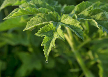 A green leaf shot in early morning light, with a water droplet hanging from the  point of the leafの写真素材