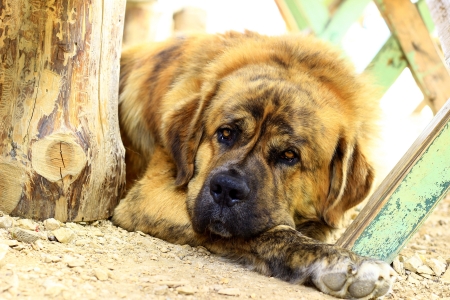 Saint Bernard dog looking at the cameraの写真素材
