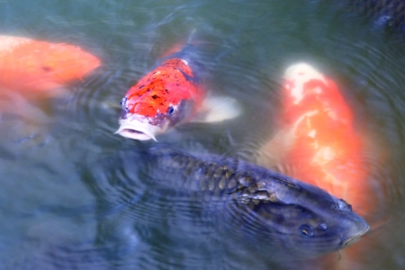Japanese carps ( koi fishes ) inside pond.の写真素材